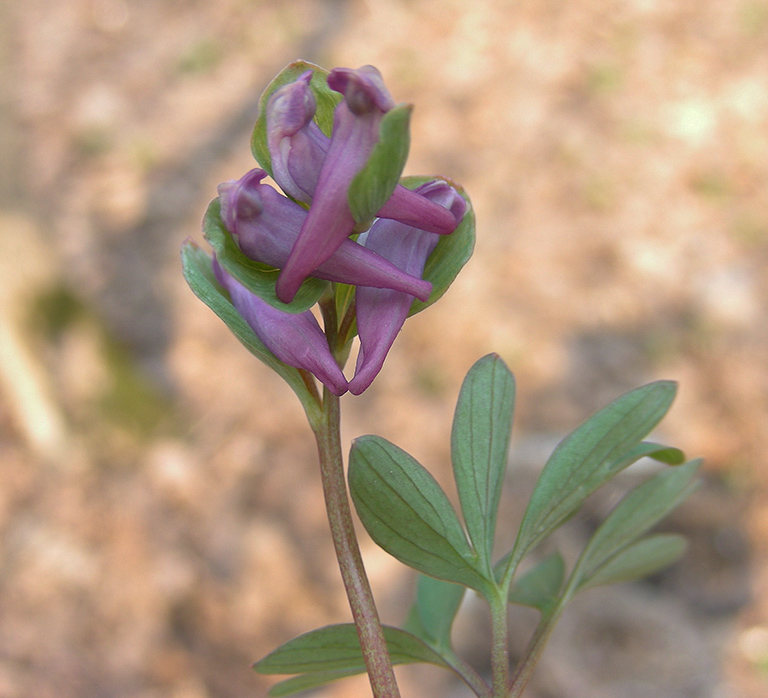 Image of Corydalis intermedia specimen.