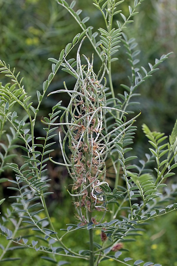 Изображение особи Pseudosophora alopecuroides.