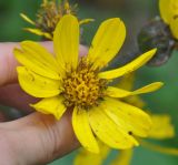 Ligularia calthifolia. Соцветие. Приморье, окр. пос. Терней. 03.08.2012.