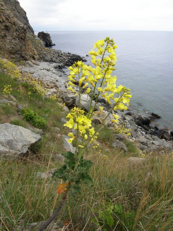 Image of Brassica taurica specimen.