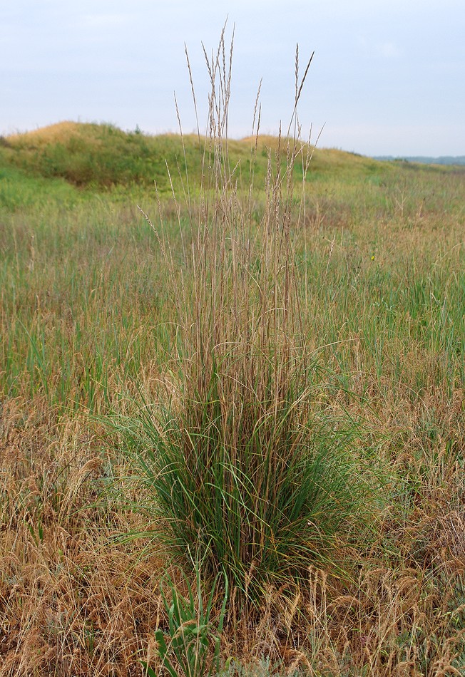 Image of Elytrigia obtusiflora specimen.