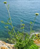 Daucus carota ssp. hispanicus