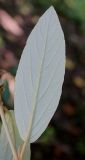 Viburnum × pragense. Лист (обратная сторона). Германия, г. Krefeld, ботанический сад. 16.09.2012.