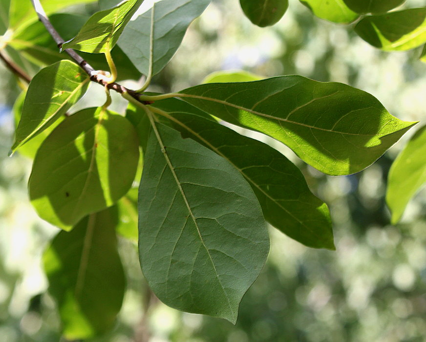 Image of Nyssa sylvatica specimen.