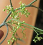 Schinus molle. Соцветие. Израиль, г. Беэр-Шева, городское озеленение. 18.12.2012.