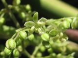 Humulus lupulus