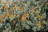 Elaeagnus angustifolia
