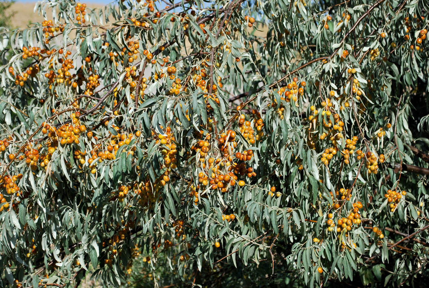 Изображение особи Elaeagnus angustifolia.