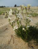 Silene turczaninovii