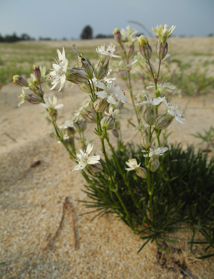 Изображение особи Silene turczaninovii.