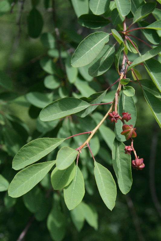 Изображение особи Exochorda korolkowii.