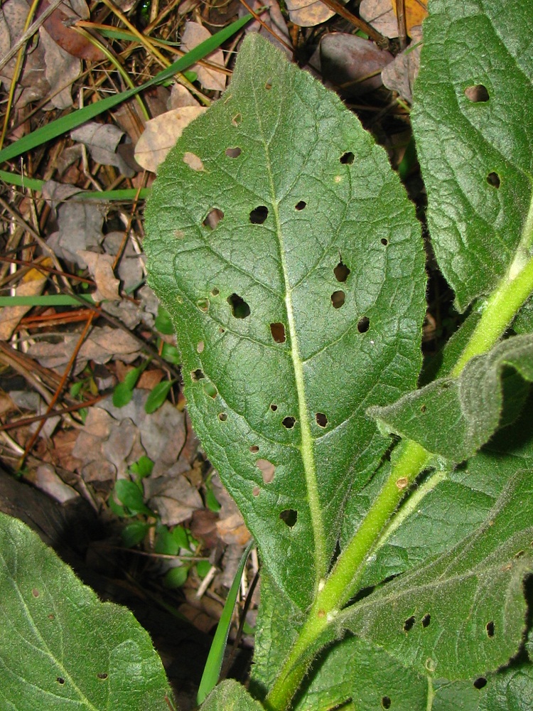 Изображение особи Verbascum densiflorum.