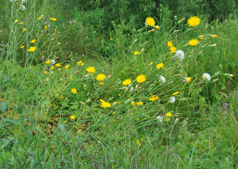 Изображение особи Sonchus arvensis.