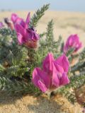 Oxytropis lanata