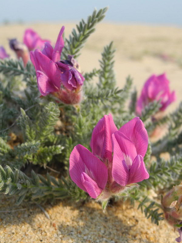 Изображение особи Oxytropis lanata.