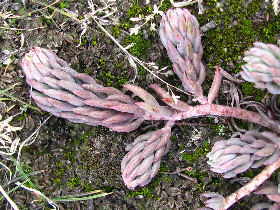 Изображение особи Sedum reflexum.