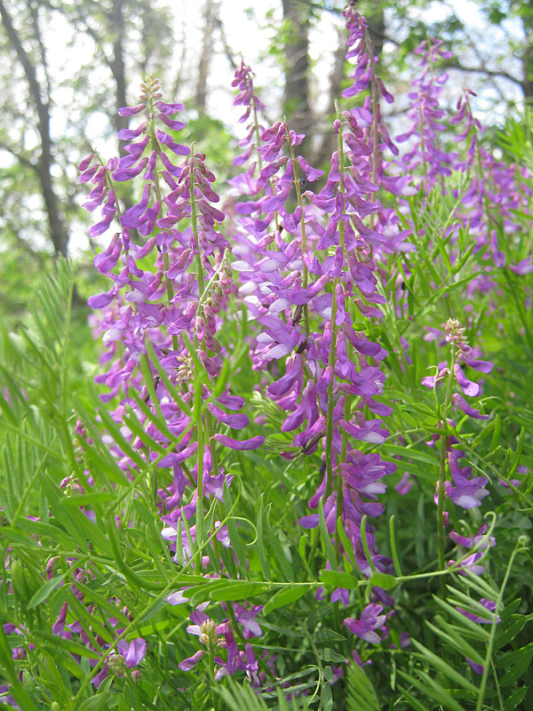 Image of Vicia tenuifolia specimen.