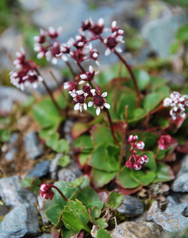 Изображение особи Micranthes melaleuca.