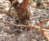 Hydrangea quercifolia. Нижняя часть растения. Германия, г. Кемпен, в парке. 28.03.2013.