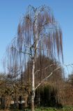 Betula form dalecarlica