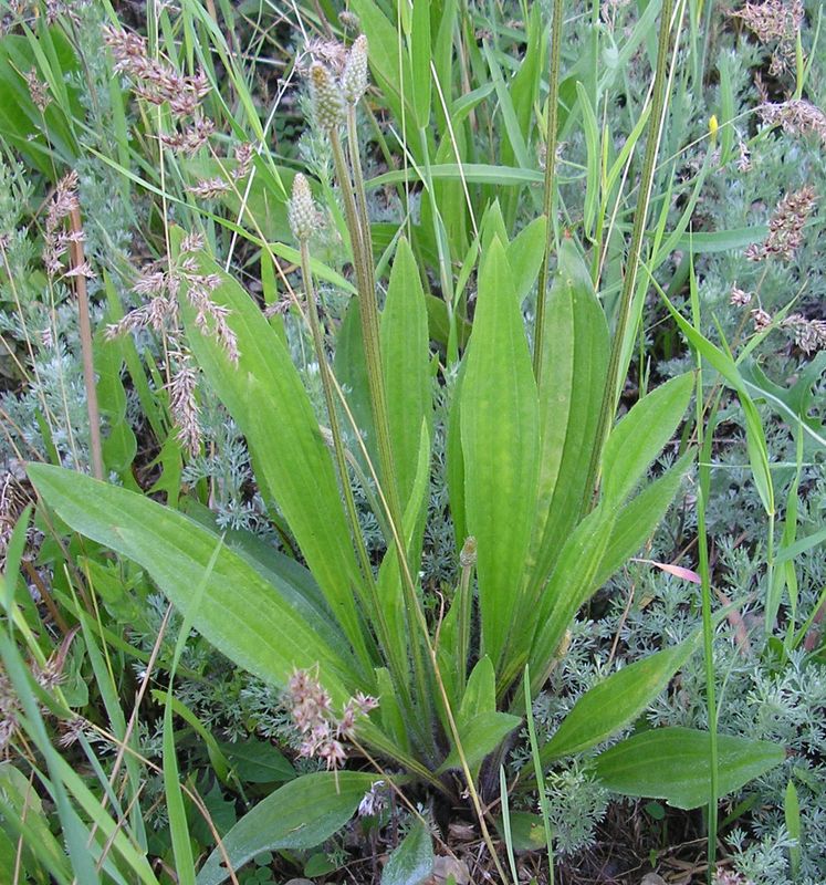 Изображение особи Plantago lanceolata.