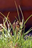 Carex stenophylla. Выкопанное расцветающее растение. Ростовская обл., Неклиновский р-н, Лакедемоновское с/п, Беглицкая коса. 15.04.2013.