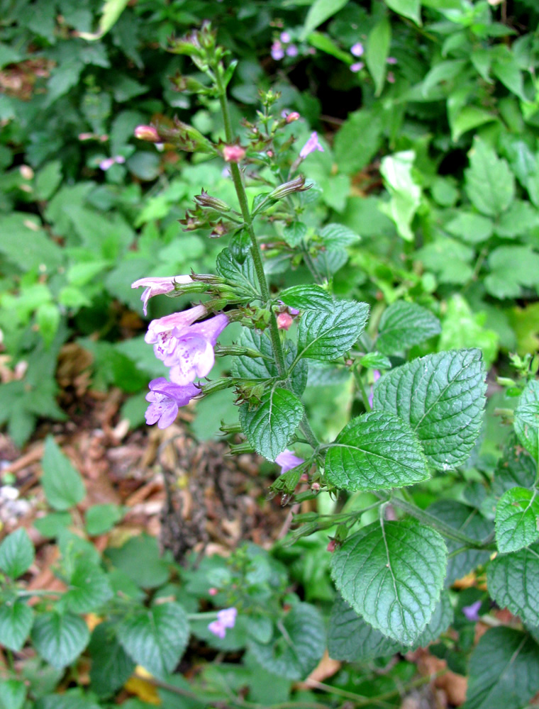 Изображение особи Clinopodium menthifolium.