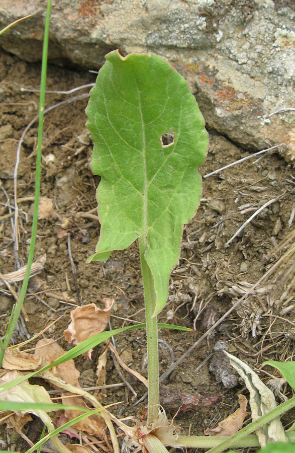 Изображение особи Rumex tuberosus.