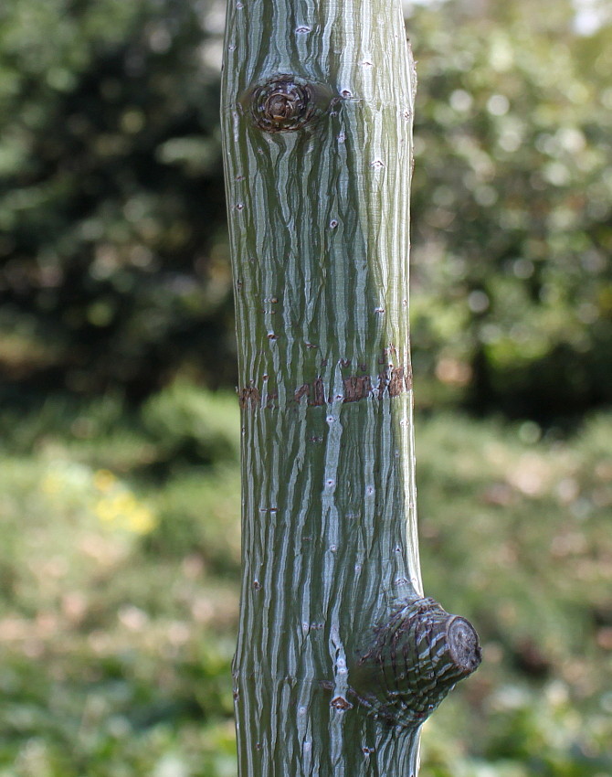 Image of Acer capillipes specimen.