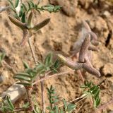 Image of specimen