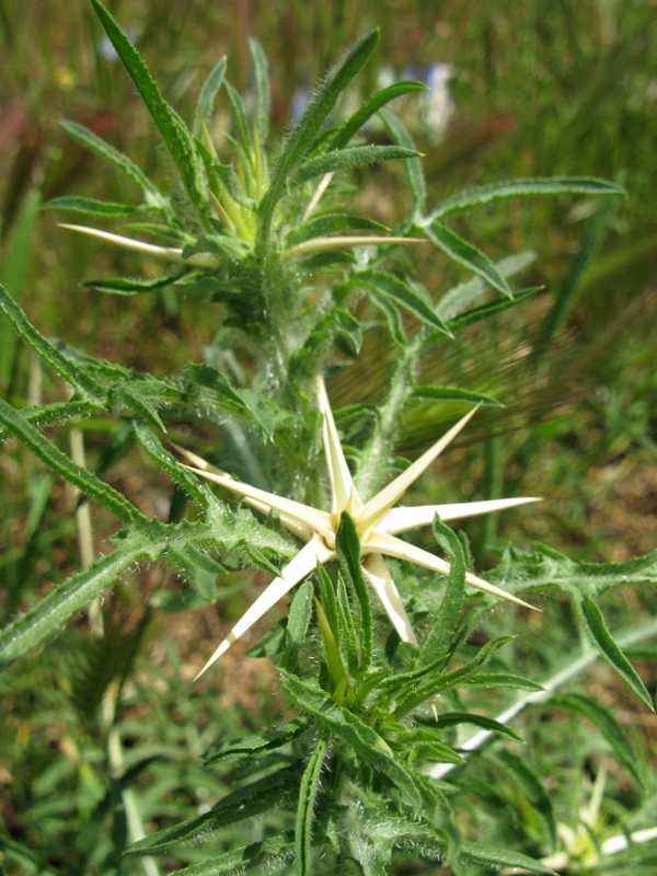 Image of Centaurea calcitrapa specimen.