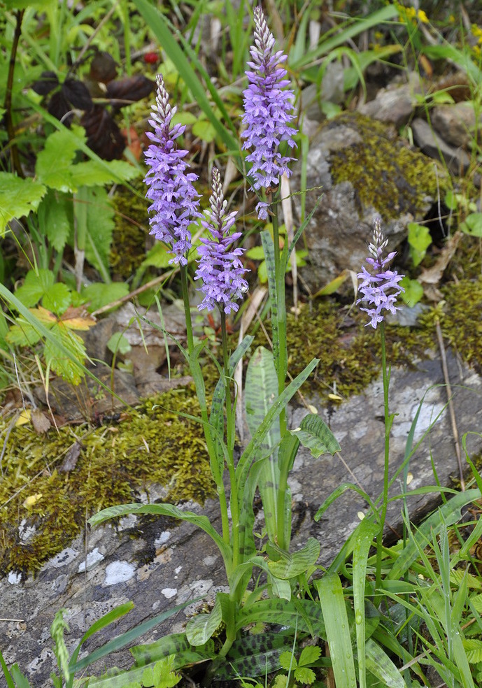 Image of Dactylorhiza saccifera specimen.