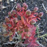 Euphorbia marschalliana