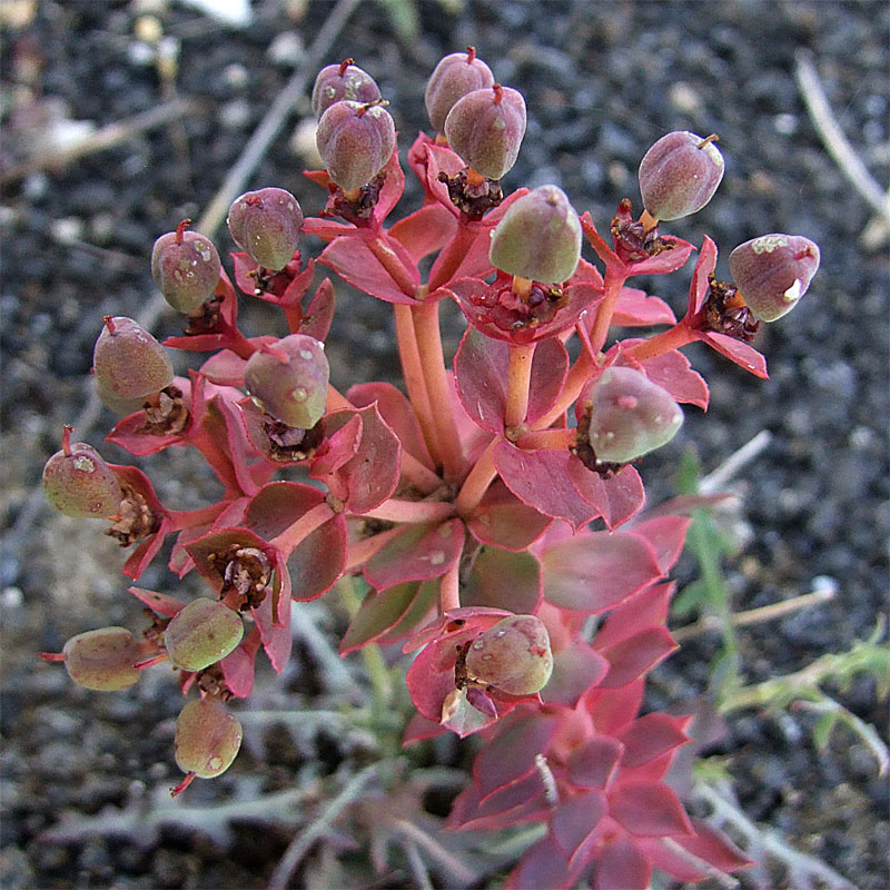 Изображение особи Euphorbia marschalliana.