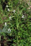 Silene dichotoma