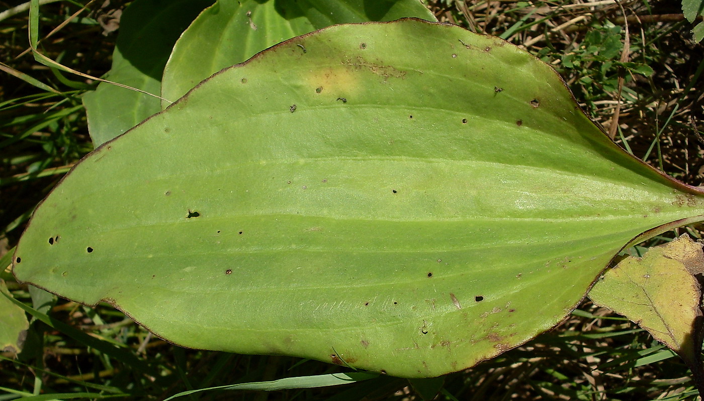 Изображение особи Plantago cornuti.