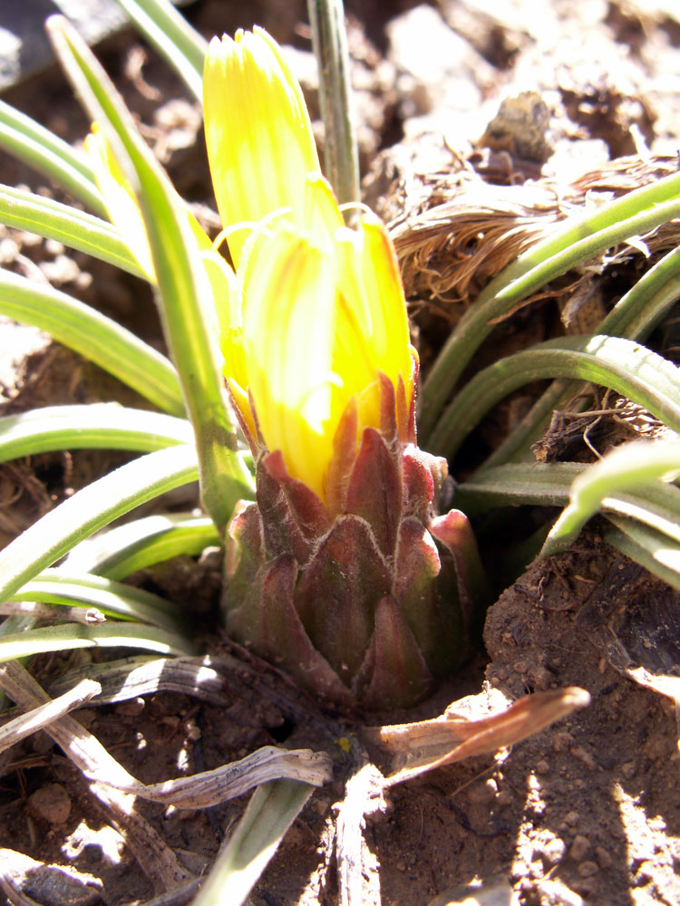 Image of Scorzonera subacaulis specimen.
