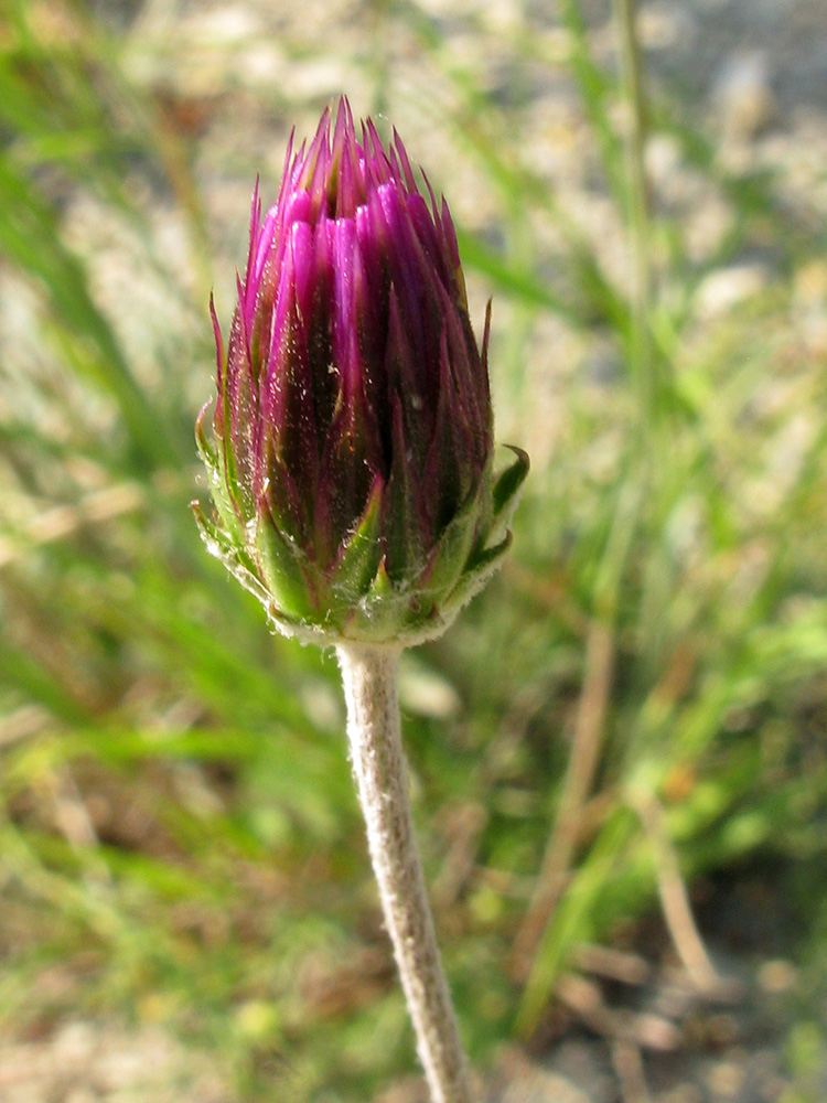 Image of Jurinea blanda specimen.