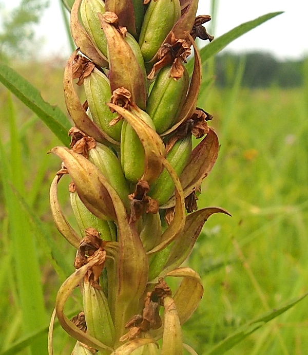 Image of Dactylorhiza incarnata specimen.