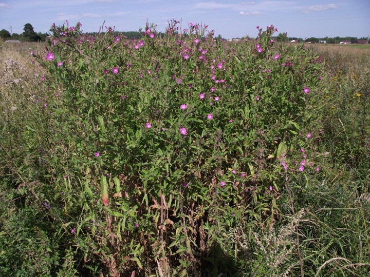 Изображение особи Epilobium hirsutum.