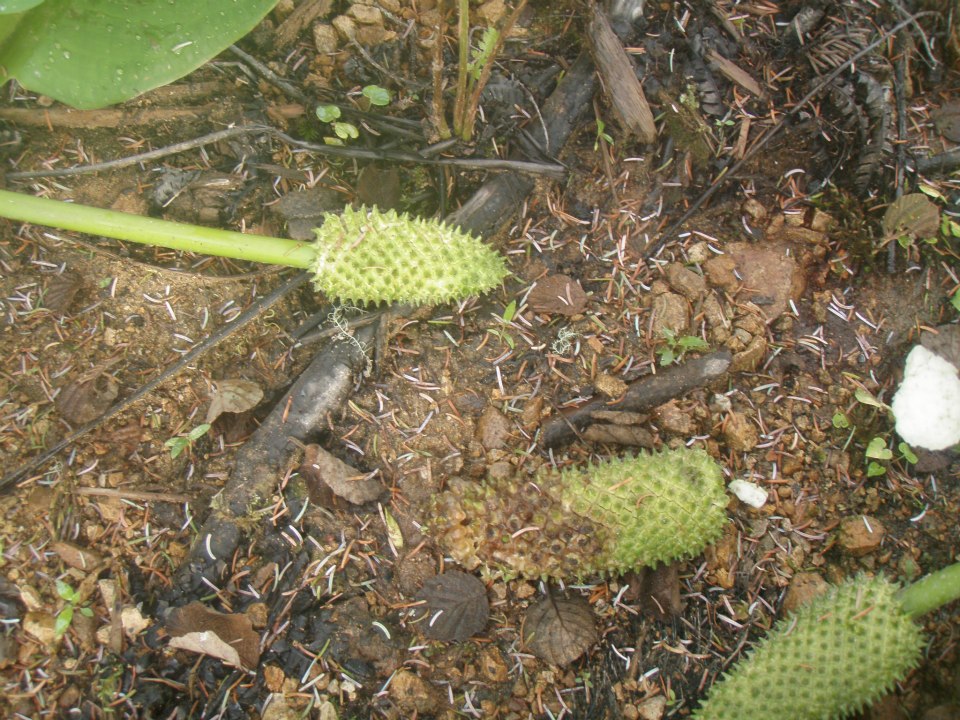 Image of Lysichiton camtschatcensis specimen.