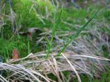 Carex chordorrhiza. Растения на окраине олиготрофного болота на участке коренных ельников. Костромская обл., заповедник \"Кологривский лес\". 30 мая 2013 г.