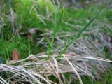 Carex chordorrhiza