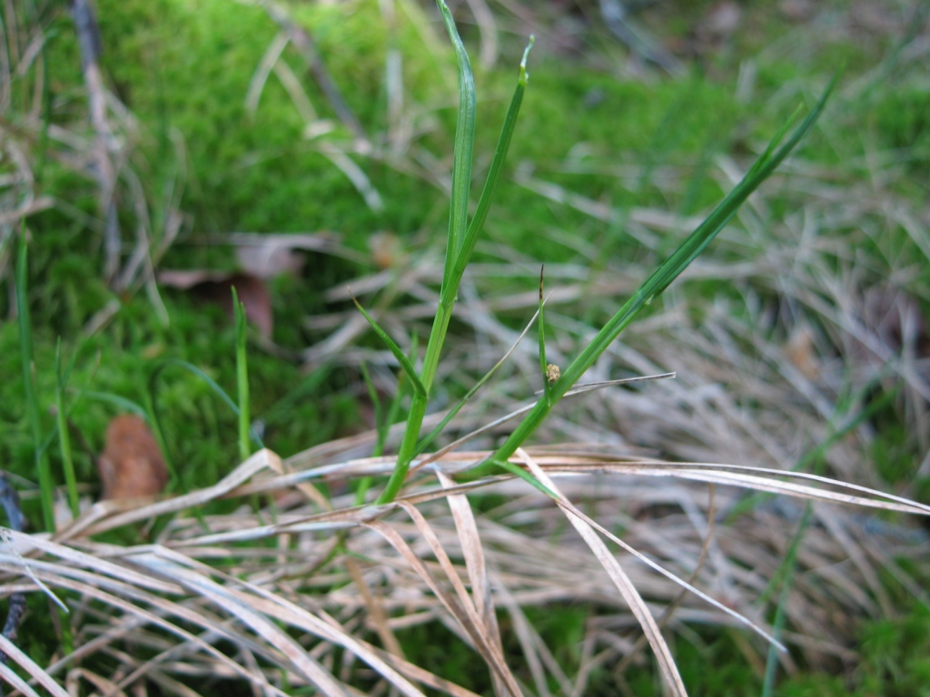 Image of Carex chordorrhiza specimen.