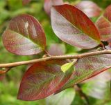 Cotoneaster lucidus. Часть ветви с листьями в осенней окраске. Подмосковье, окр. г. Одинцово, мелколесье на берегу небольшого пруда. Сентябрь 2013 г.