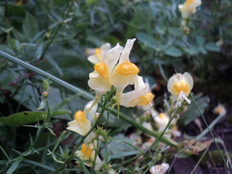 Image of Linaria vulgaris specimen.