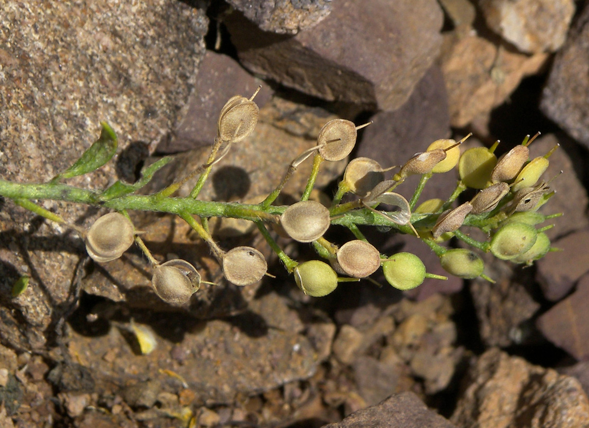 Image of Alyssum trichostachyum specimen.