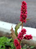 Persicaria lapathifolia