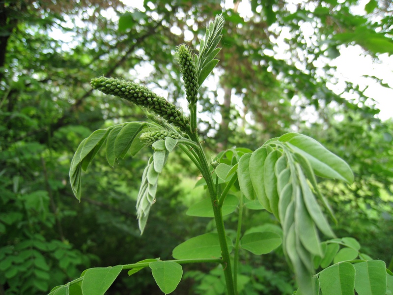 Image of Amorpha fruticosa specimen.