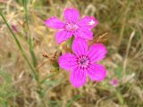 род Dianthus